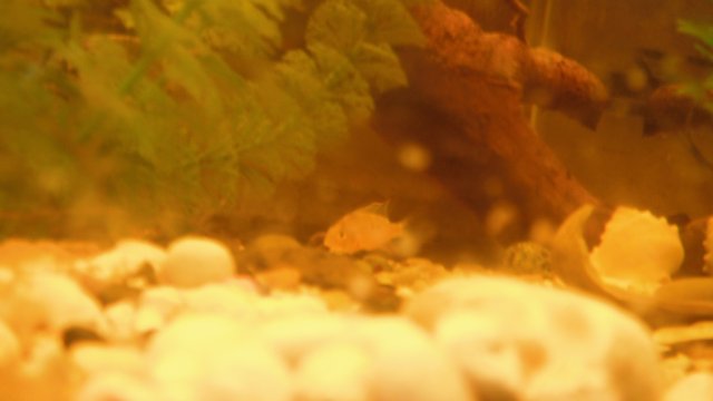 DSCF0737.JPG
