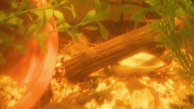 DSCF0727.JPG