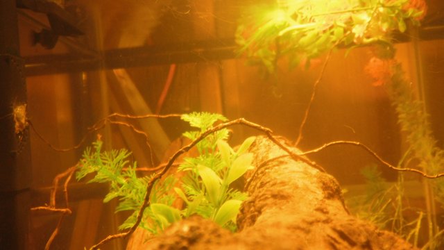 DSCF0745.JPG