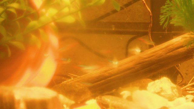 DSCF0739.JPG