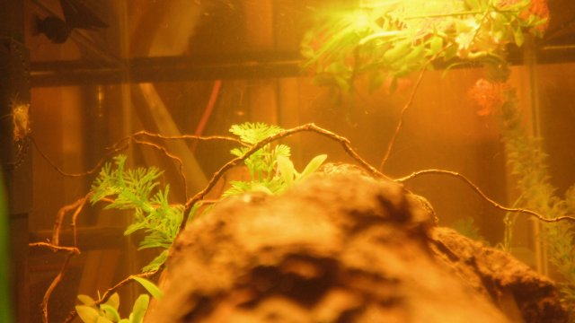 DSCF0744.JPG