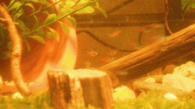 DSCF0740.JPG