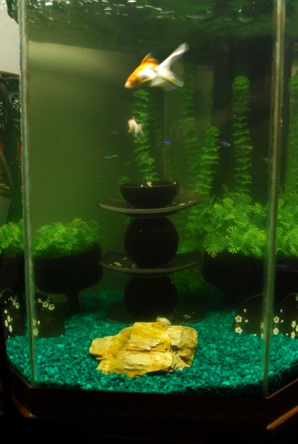 fsih tank.jpg fsih tank.jpg