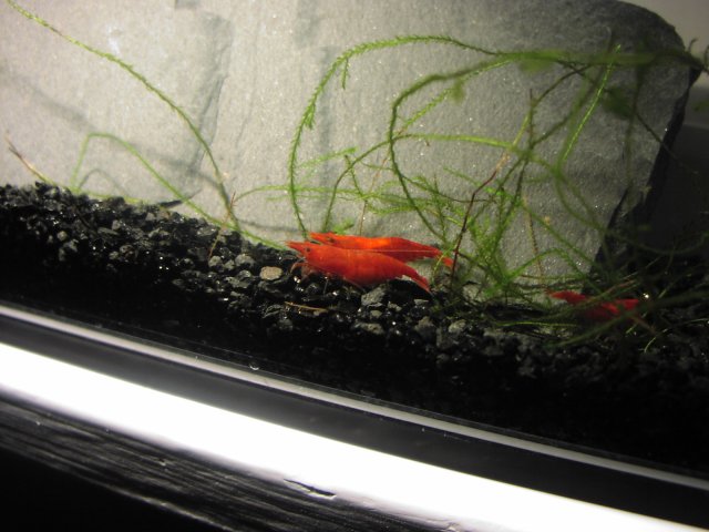 fish 4-19-11 988.JPG