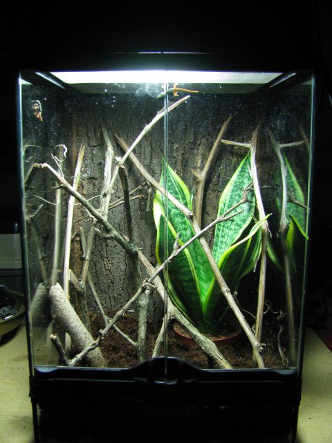 LygosTank.jpg LygosTank.jpg