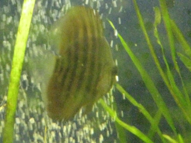 IMG_0215.JPG