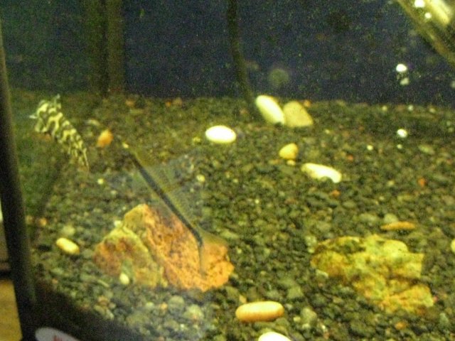 IMG_0225.JPG