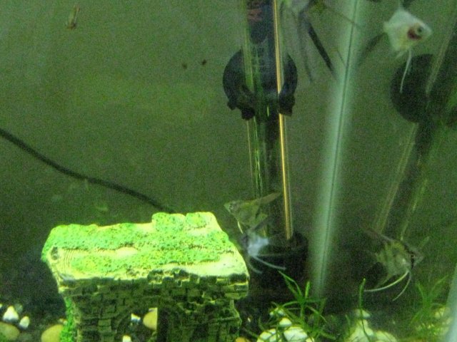 IMG_0236.JPG
