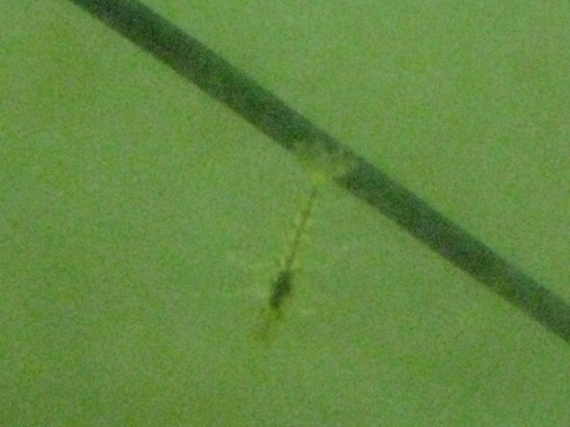 IMG_0237.JPG