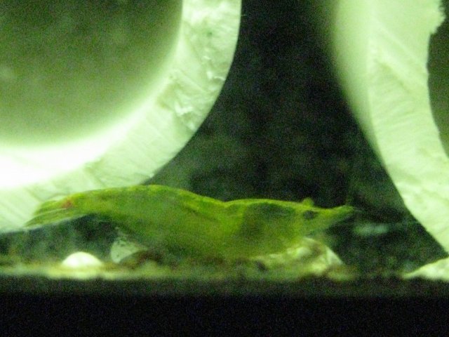 IMG_0238.JPG