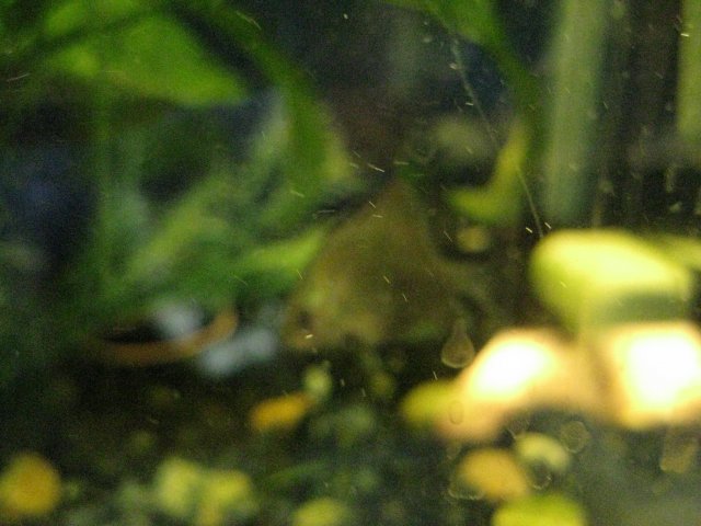 IMG_0229.JPG