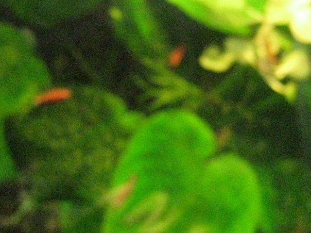 IMG_0233.JPG