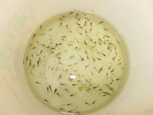 Molly Fish Babies | I Put Mollies In My Whiskey Barrel Pond And Now I Have A Bunch Of Molly Fish Babies | I Put Mollies In My Whiskey Barrel Pond And Now I Have A Bunch Of