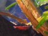 discus july 27b 046.jpg