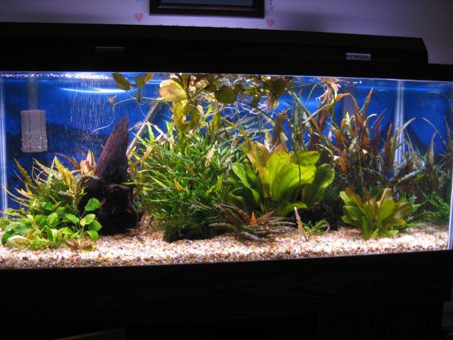 FTS shrimp 006.jpg