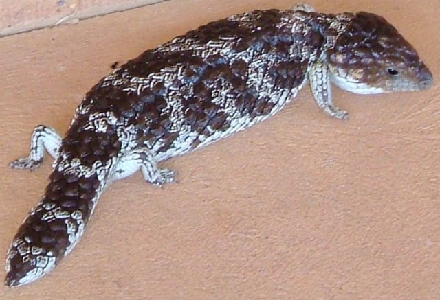 canteloupe2.jpg