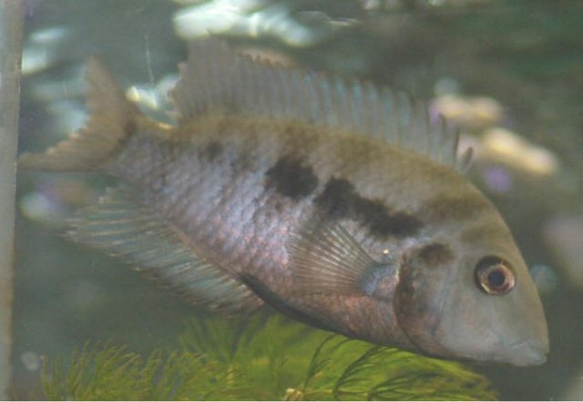 Cichli3015.jpg