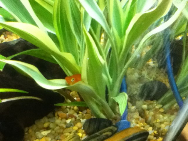 swordtails 002.JPG