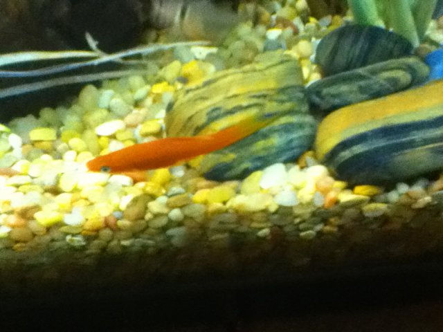 swordtails 004.JPG swordtails 004.JPG