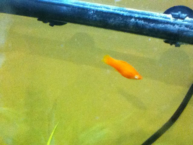 swordtails 006.JPG