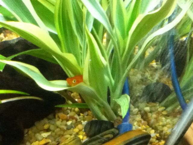 swordtails 003.JPG