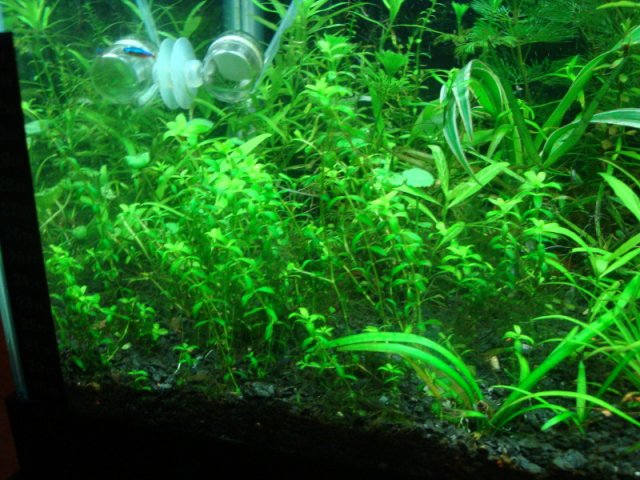 DSC01011.jpg