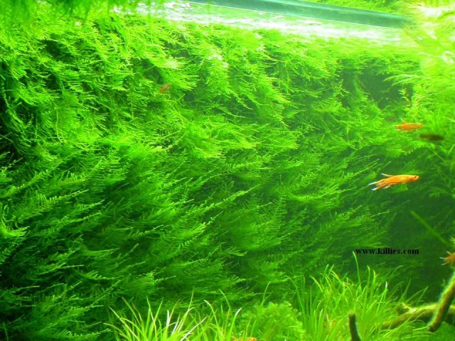 download java moss download java moss