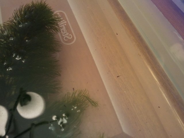 2011-08-06 18.22.59.jpg