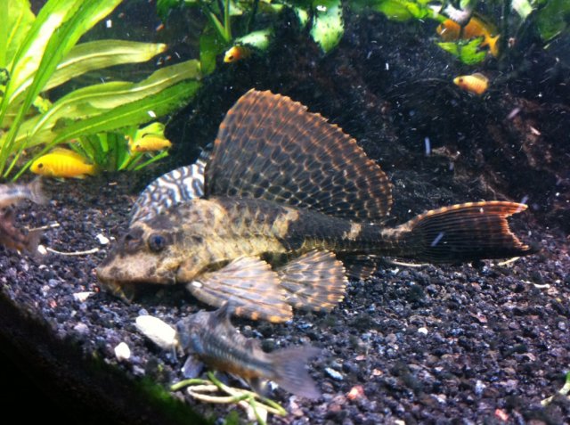 pleco.jpg