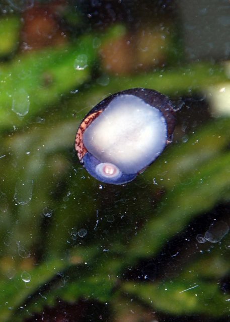 red lips nerite.jpg