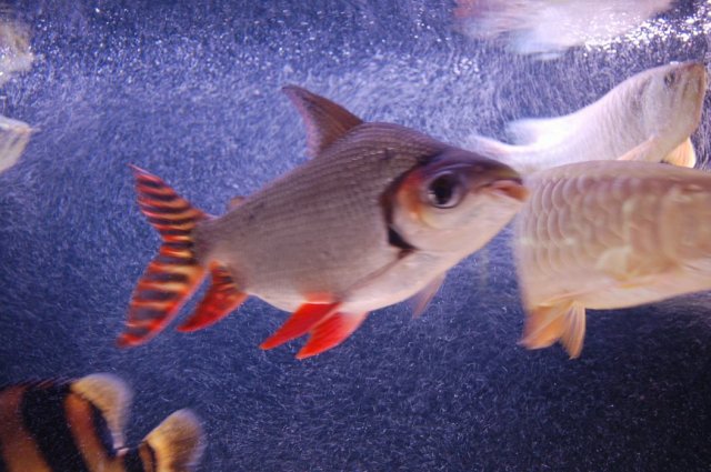 Large peaceful fish? | AquariaCentral.com