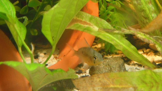 DSCF0865.JPG