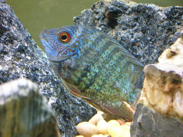 blue severum???? | AquariaCentral.com