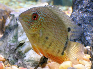 blue severum???? | AquariaCentral.com