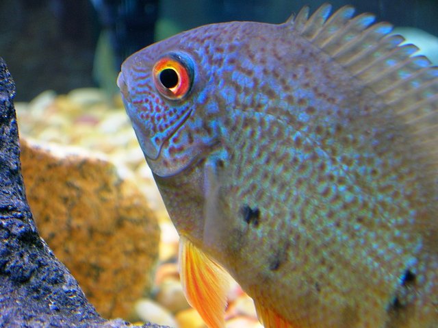 blue severum???? | AquariaCentral.com