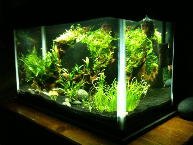 shrimp thread8.JPG shrimp thread8.JPG