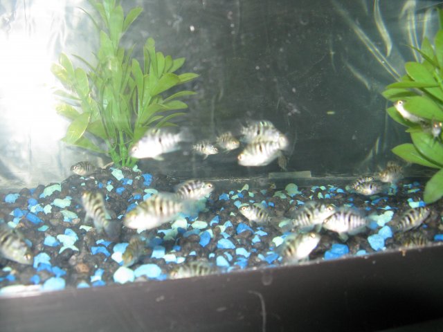 August 14 2011 Update 020 Keeper 4.JPG August 14 2011 Update 020 Keeper 4.JPG