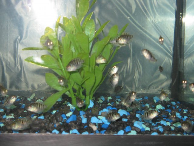August 14 2011 Update 015 Keeper 5.JPG August 14 2011 Update 015 Keeper 5.JPG