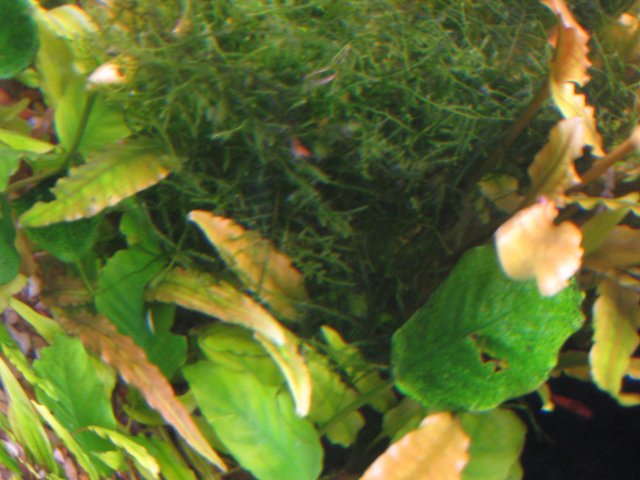 OCM August 2011 020.jpg