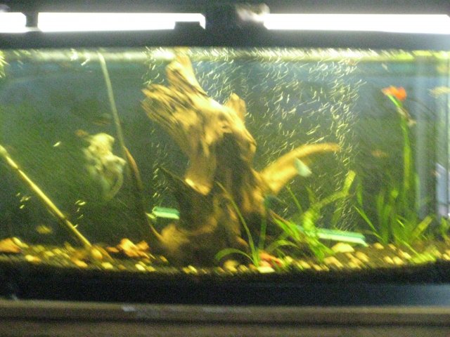 IMG_0005.JPG
