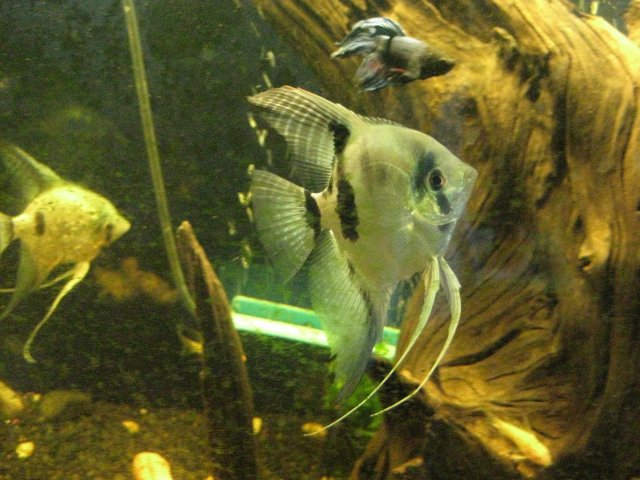 IMG_0007.JPG
