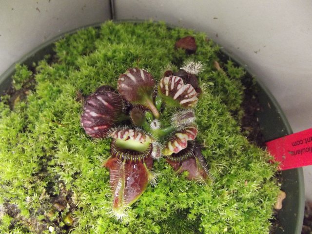 cephalotus (2).JPG