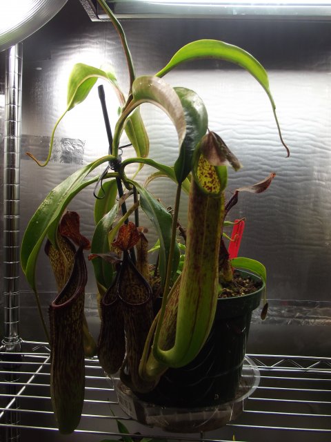 n. copelandii.JPG