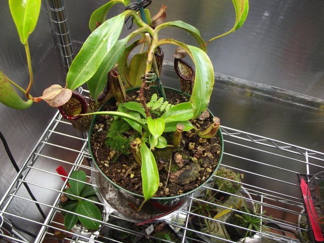 n. copelandii_top.JPG