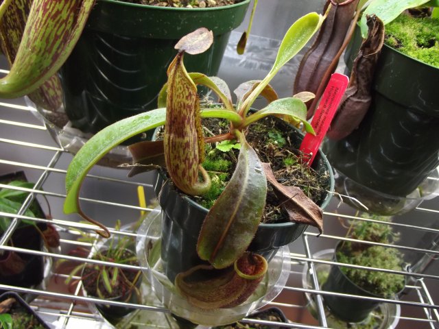 n. maxima.JPG