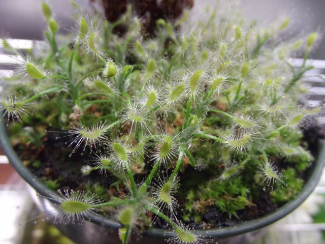 d. scorpiodes.JPG