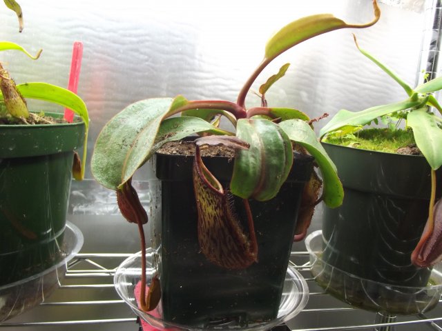 n. fusca.JPG