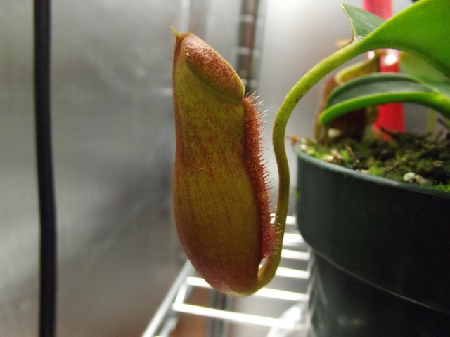 n. lowii x campanulata_pit.JPG