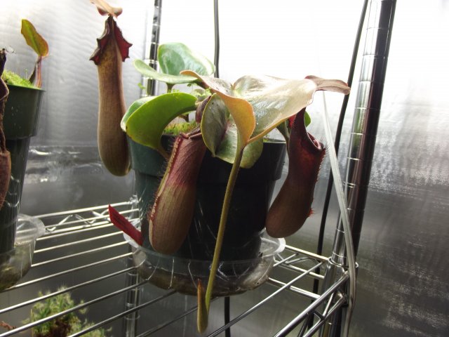 n. truncata (2).JPG