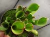 heliamphora heterodoxa x minor (2).JPG
